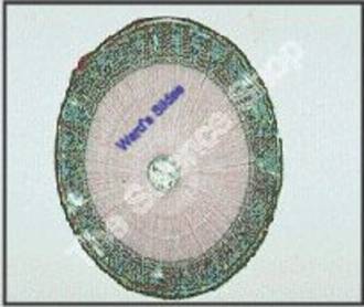 Fungi - Same Old Sound Fungi - Same Old Sound