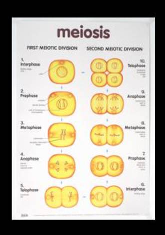 Meiosis - Poster - Posters - The Science Shop